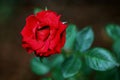 Red rose flower and green leaves Royalty Free Stock Photo