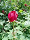 Red rose flower on green leaves background