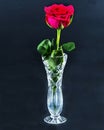 Red Rose flower with green leaves closeup in a cut glass vase isolated on a black background