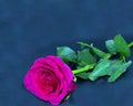 Red Rose flower with green leaves closeup isolated on a black background Royalty Free Stock Photo