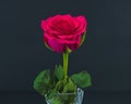 Red Rose flower with green leaves closeup isolated on a black background Royalty Free Stock Photo