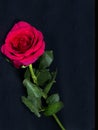 Red Rose flower with green leaves closeup isolated on a black background