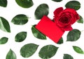 Red rose flower with green leaves isolated on white background. Detailed Beautiful rose