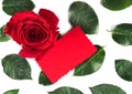 Red rose flower with green leaves isolated on white background. Detailed Beautiful rose