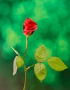 Red rose flower, green light bokeh background, close up Royalty Free Stock Photo