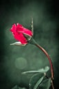 Red rose flower on green tone background Royalty Free Stock Photo
