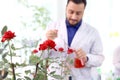 Red rose flower in greenhouse with botanist scientist who drop red chemical extraction to plant as blurred background, biological