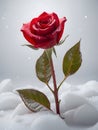 red rose flower growing through snow delicate plant covered in winter frost