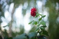 Red rose flower grows in the dark summer garden