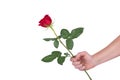 Red rose flower in hand men isolated with clipping path Royalty Free Stock Photo