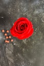 Red rose flower with red hearts isolated on black background. Royalty Free Stock Photo