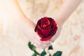 Red rose flower with human hand in Valentine`s Day Royalty Free Stock Photo