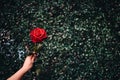 Red rose flower with human hand in Valentine`s Day