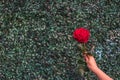 Red rose flower with human hand in Valentine`s Day