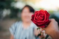 Red rose flower with human hand in Valentine`s Day