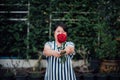 Red rose flower with human hand in Valentines Day Royalty Free Stock Photo