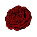 Red rose flower illustration isolated on white background