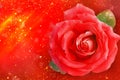 Red rose flower isolated on red background with golden bokeh Royalty Free Stock Photo