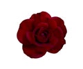 Red rose flower isolated on white background with clipping Royalty Free Stock Photo