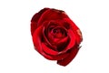 Red Rose Flower isolated on a white background Royalty Free Stock Photo