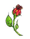 Red rose flower is isolated on a white background. Rose drawing front view. Handwork by felt-tip pens. The sketch for a tattoo