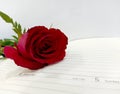 Red rose flower Royalty Free Stock Photo