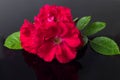 Red rose flower with leaves on a black background Royalty Free Stock Photo