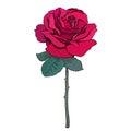 Red rose flower with leaves and stem. Hand drawn sketch style vector .