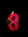 A red rose flower on the black reflective surface looks like number 8like