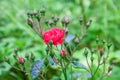 Red rose flower Royalty Free Stock Photo