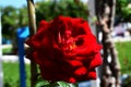 Red rose. Flower of love.