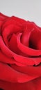 Red rose flower macro Royalty Free Stock Photo