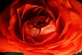 Red rose flower macro Royalty Free Stock Photo