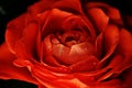 Red rose flower macro Royalty Free Stock Photo