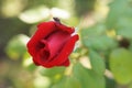 Red rose flower Royalty Free Stock Photo
