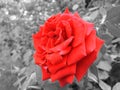 Red rose flower macro on black and white Royalty Free Stock Photo