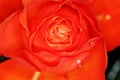 Red rose flower macro Royalty Free Stock Photo