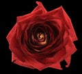 Red rose flower macro isolated Royalty Free Stock Photo