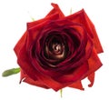 Red rose flower macro isolated Royalty Free Stock Photo