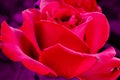 Red rose flower macro on purple blurred  background. Nature vivid closeup flora image Royalty Free Stock Photo