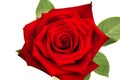 Red rose flower macro Royalty Free Stock Photo