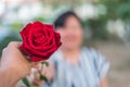 Red rose flower with human hand in Valentine`s Day