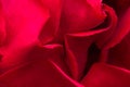 Red Rose flower close up Royalty Free Stock Photo