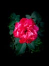 RED ROSE FLOWER PETALS BLOSSOM CLOSEUP BLUR GREEN LEAVES BLACK BACKGROUND GARDEN Royalty Free Stock Photo