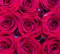 Red rose flower, petals. Bouquet of flowers, fresh red rose. Collage of red roses. Bouquet of fresh roses, flower bright