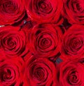 Red rose flower, petals. Bouquet of flowers, fresh red rose. Collage of red roses. Bouquet of fresh roses, flower bright