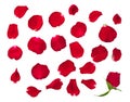 Red rose flower petals collection isolated on transparent white background Royalty Free Stock Photo