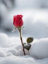 red rose flower petals covered in frost and falling snow winter nature background with copyspace Royalty Free Stock Photo