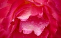 Red rose flower petals with dew drops. Macro flowers background for holiday design. Soft focus Royalty Free Stock Photo