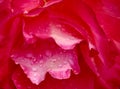 Red rose flower petals with dew drops. Macro flowers background for holiday design. Soft focus Royalty Free Stock Photo